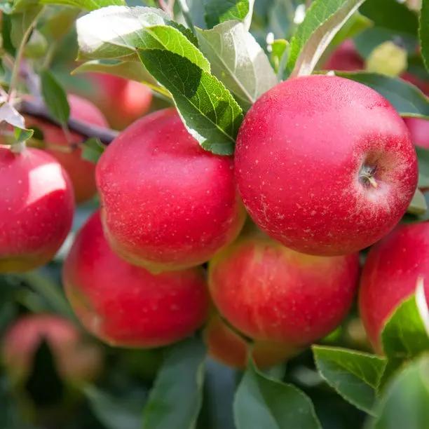Apple Tree - Worcester Pearmain (Malus domestica 'Worcester Pearmain') 1